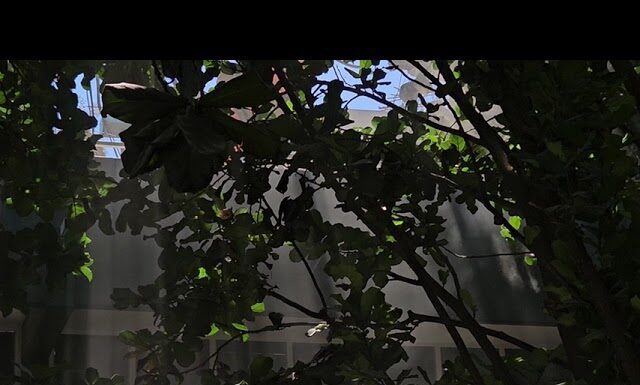 Denuncia estudiantil: condiciones insalubres y riesgosas en el edificio “G” del CUCS