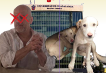 Profesor de la UdeG es señalado en investigación por presunto maltrato animal en Saltillo, comunidad universitaria exige un pronunciamiento institucional